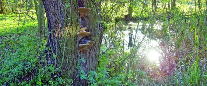 Lichtdurchfluteter Wald am Wasser