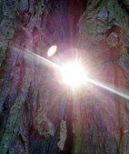 Licht durch den Wald