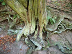 Die Natur als Spiegel und Heilraum